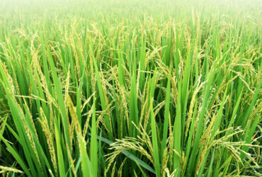 استفاده از نوعی نانوکامپوزیت‌ برای کنترل بیماری در گیاه برنج