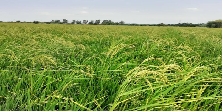 خوشه دهی برنج در ۳۲ هزار هکتار شالیزار بابل