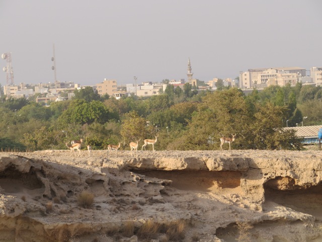 اداره کل حفاظت محیط زیست خبر استفاده آهوان خارگ از زباله را تکذیب کرد