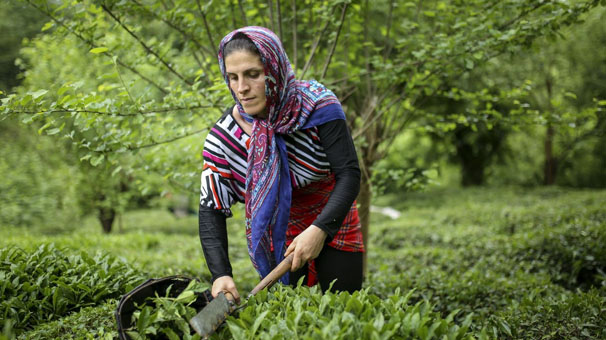 پرداخت ۲۲ میلیارد تومان دیگر از بهای برگ سبز چای