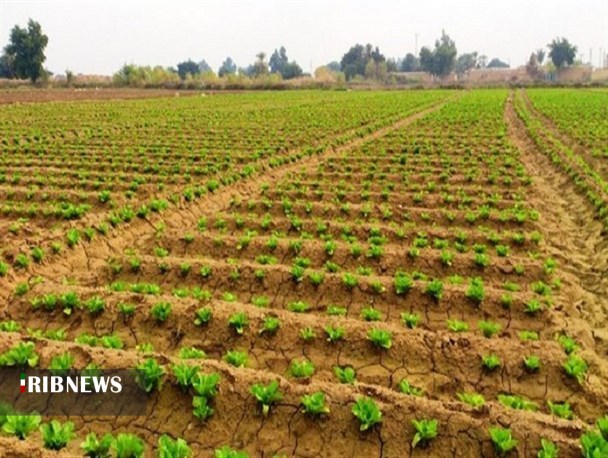 کشت انتظاری در ۶ هزار هکتار از اراضی همدان