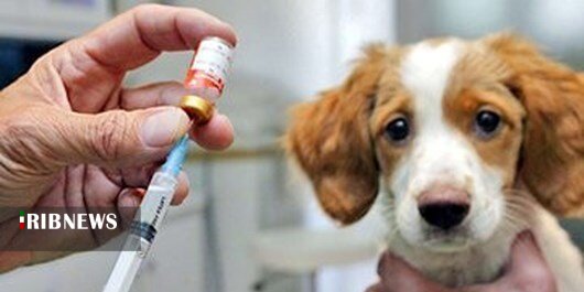 تزریق واکسن هاری برای بیش از ۶ هزار قلاده سگ