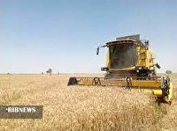 پیش بینی برداشت۶۴ هزار تن گندم از مزارع ارومیه
