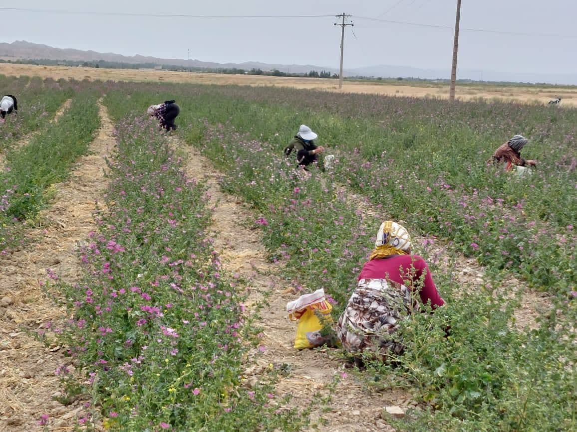 کشت گیاه دارویی پنیرک برای نخستین بار در درگز خراسان رضوی