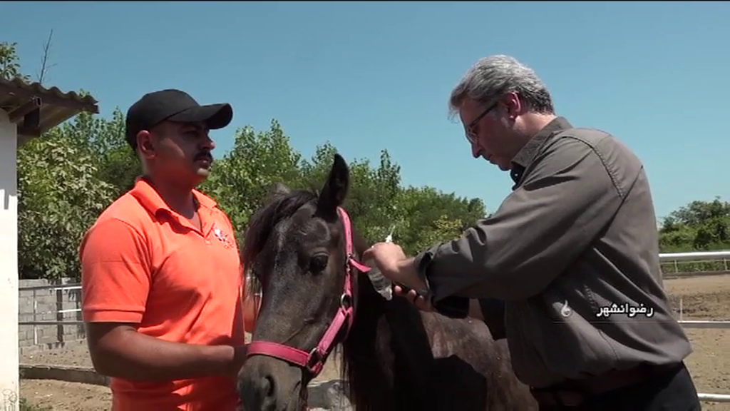 هویت بخشی الکترونیکی برای اسب‌های کاسپین در رضوانشهر