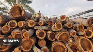 کشف و ضبط ۵۰۰ کیلوگرم چوب قاچاق در ملایر