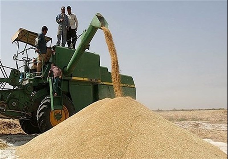 رشد صددرصدی خرید گندم در سال جاری