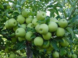 خرید سیب تولیدی باغداران کهگیلویه و بویراحمد در دستور کار