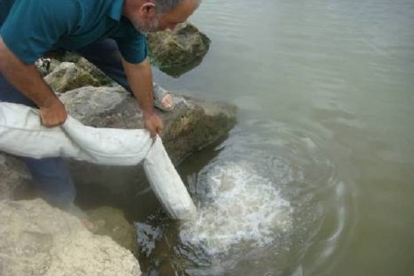رهاسازی بیش از ۸۳ میلیون قطعه بچه ماهی استخوانی در رودخانه‌های گیلان