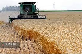 خرید تضمینی ۱۹۰ هزار ت گندم از کشاورزان