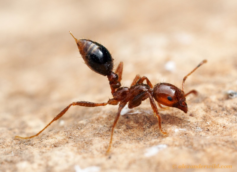 مورچه‌ رقیب هوش مصنوعی در تشخیص سرطان‌