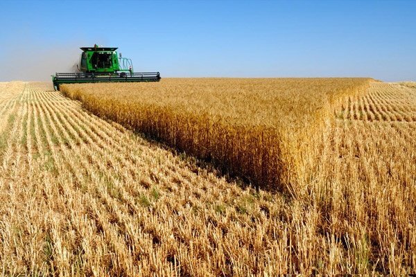 افزایش ۴۲ تا ۷۶ درصدی قیمت گندم در جهان