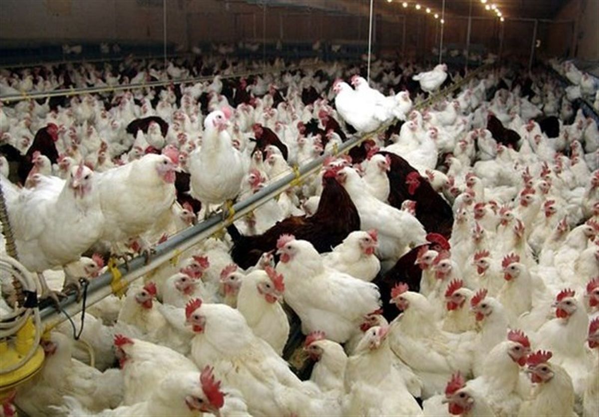 تولید بیش از ۱۴۰۰ تن مرغ در مرودشت
