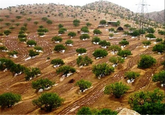 انجیر کاران کواری یارانه نهال گرفتند