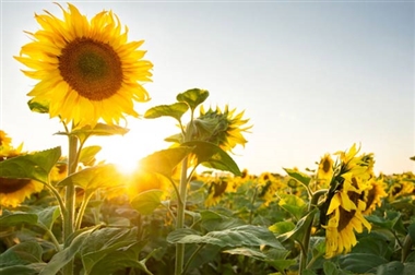 برگزاری جشنواره گل آفتابگردان در روستای کندر