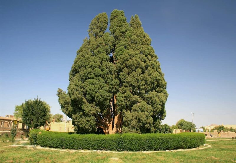 سرو ۴۵۰۰ ساله ابرکوه در انتظار جهانی شدن