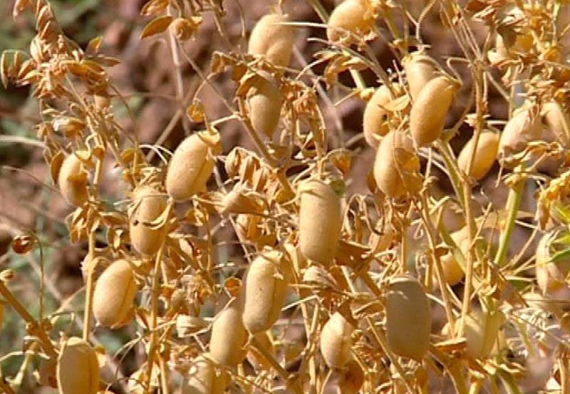 پیش بینی برداشت بیش از ۷ هزار تن نخود از مزارع دهگلان