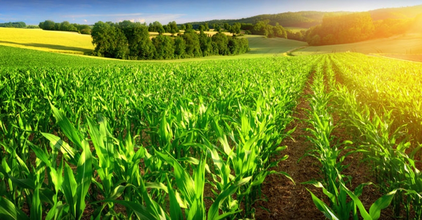 کشاورزی پایدار ضامن بقای زیستمندان