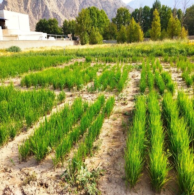 تاکید بر خشکه‌کاری برنج بجای کشت غرقابی در خوزستان