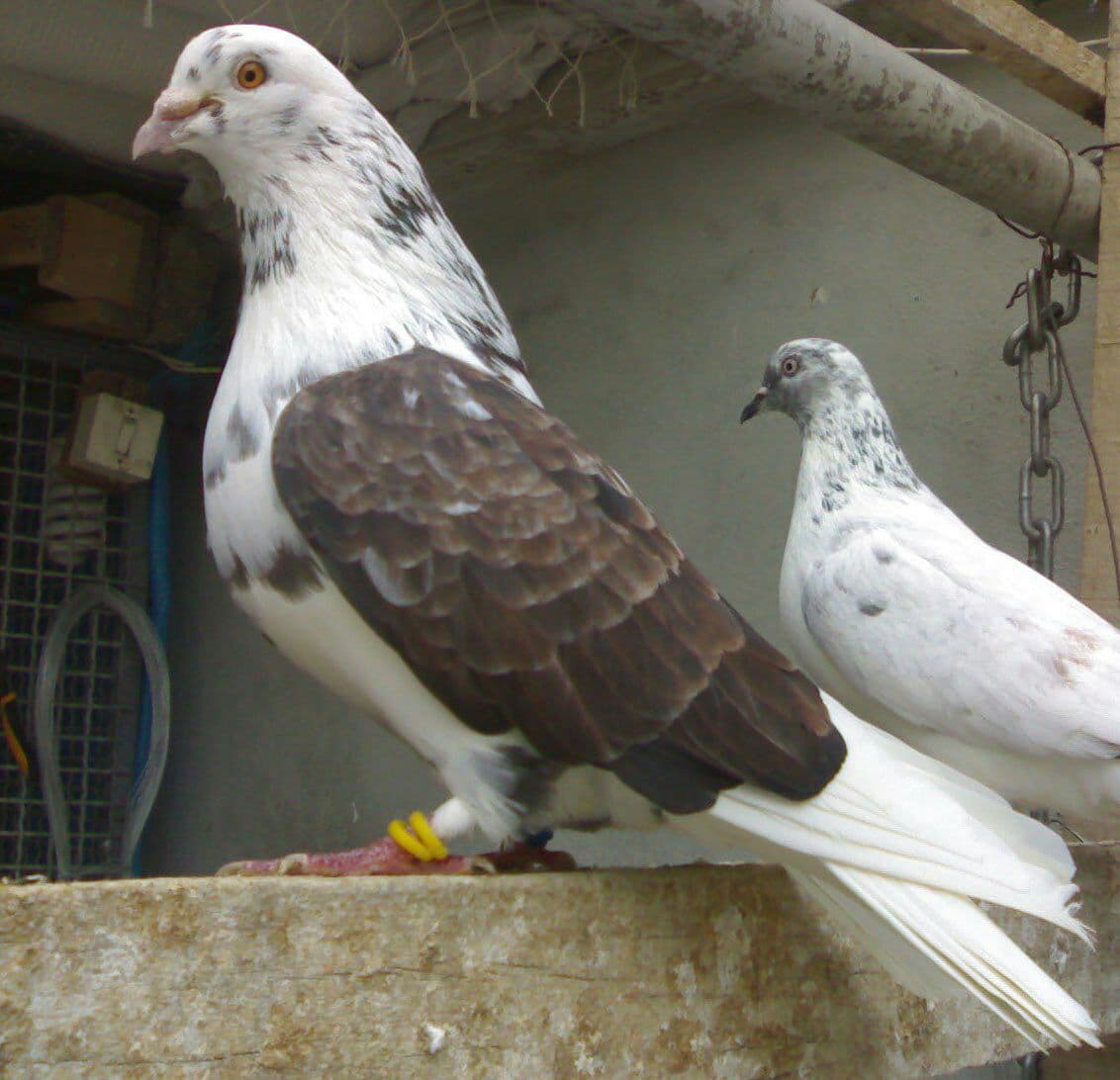 دستگیری متهم به سرقت ۶۴ طوقه کبوتر در کاشمر
