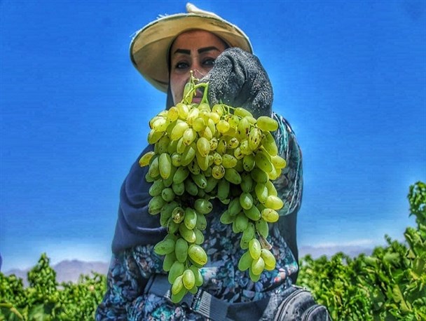 آغاز صادرات انگور از تاکستان‌های سرسبز خلیل آباد به کشور های مختلف