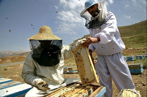 نگاهی به مشکلات زنبور داران آذربایجان شرقی در «ارمغان طبیعت»