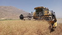 برداشت ۴ هزار تن محصول کلزا از مزارع آذربایجان غربی