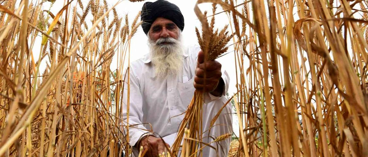 هند یک میلیون و ۸۰۰ هزار تن گندم صادر کرد