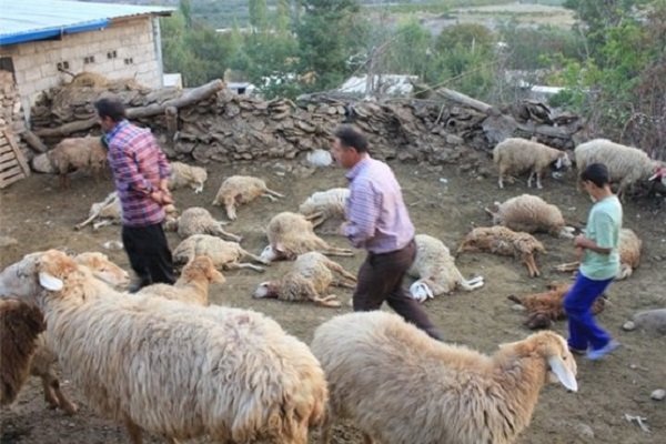 حمله پلنگ به گله گوسفند در شهرستان لنده