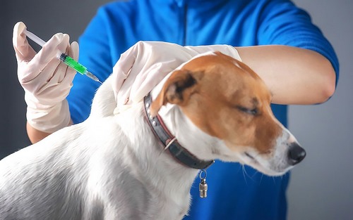 ساخت اولین واکسن کرونا برای حیوانات