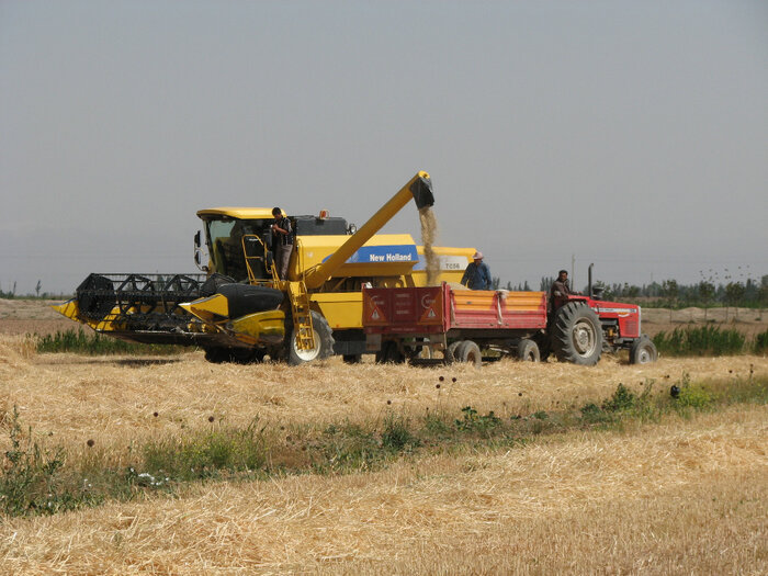 پیش بینی خرید ۱۵ هزار تن گندم در شهرستان همدان
