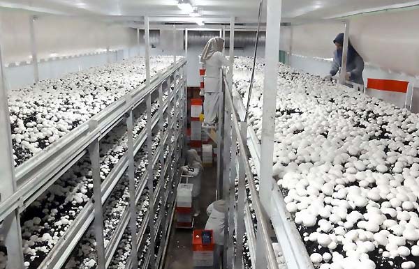 ایران رتبه هفتم تولید قارچ دنیا را دارد