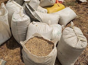 کشف ۴۷۵ تن گندم احتکار شده از سیلو کبودرآهنگ