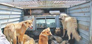 اختصاص ۲ میلیارد ریال برای جمع آوری سگ‌های ولگرد