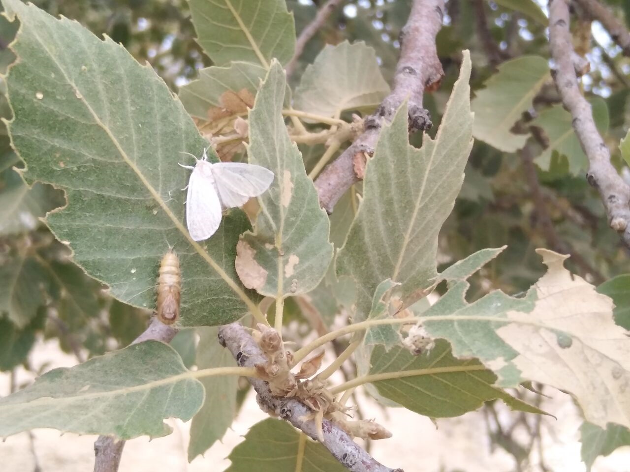 طغیان آفت پروانه برگ‌خوار بلوط نتیجه رفتار ما با جنگل‌ها و مراتع است