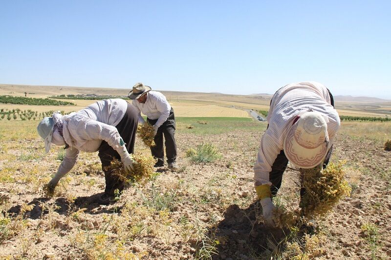 برداشت بیش از ۴۶ هزار تن نخود از مزارع آذربایجان غربی