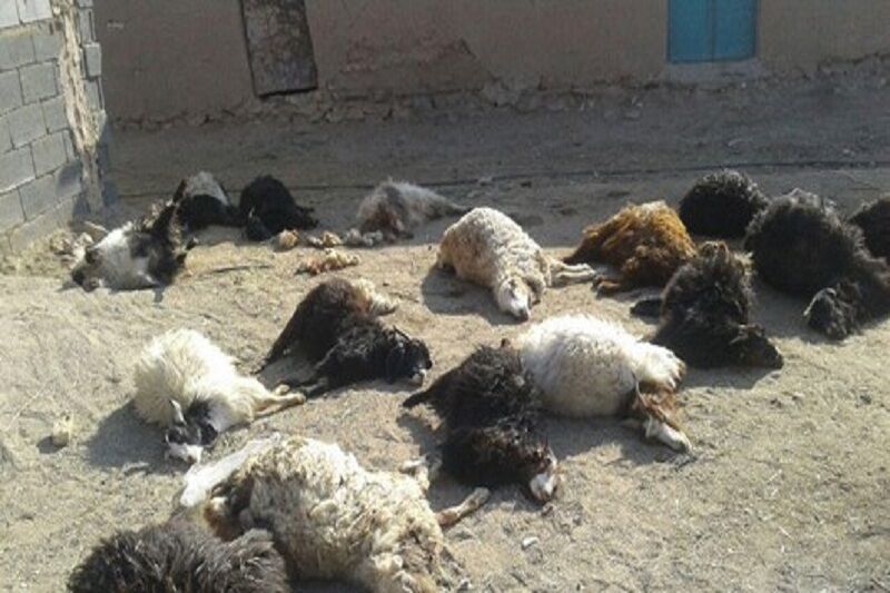 مسمومیت غذایی، علت تلفات نامتعارف واحد پرورش گوسفند قاینات