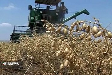 برداشت ۴۶ هزار تن نخود از مزارع آذربایجان غربی