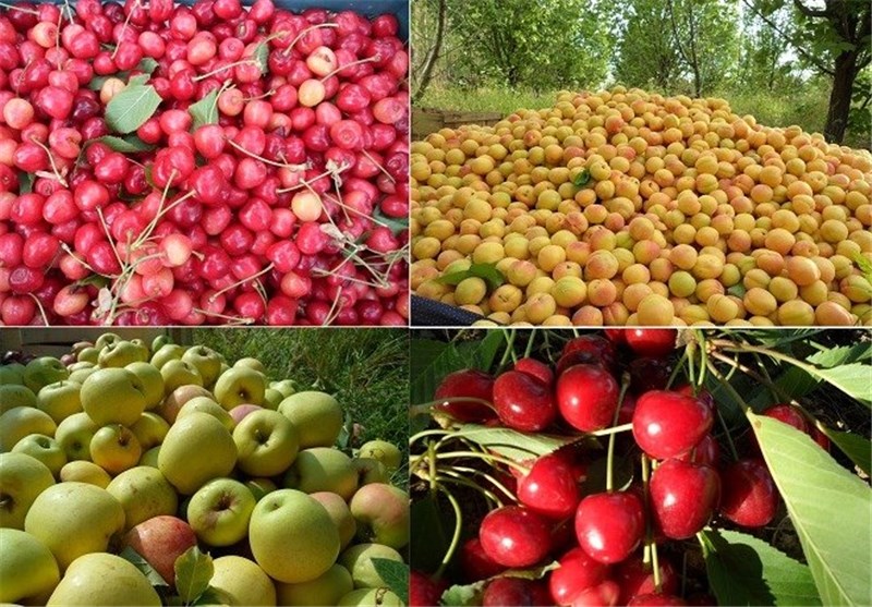 برداشت میوه هسته دار در خراسان شمالی ۴۱ درصد افزایش یافت