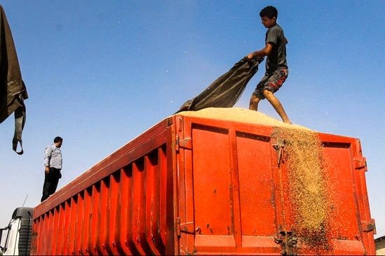 جمع آوری گندم‌های در معرض سیل در شمال فارس