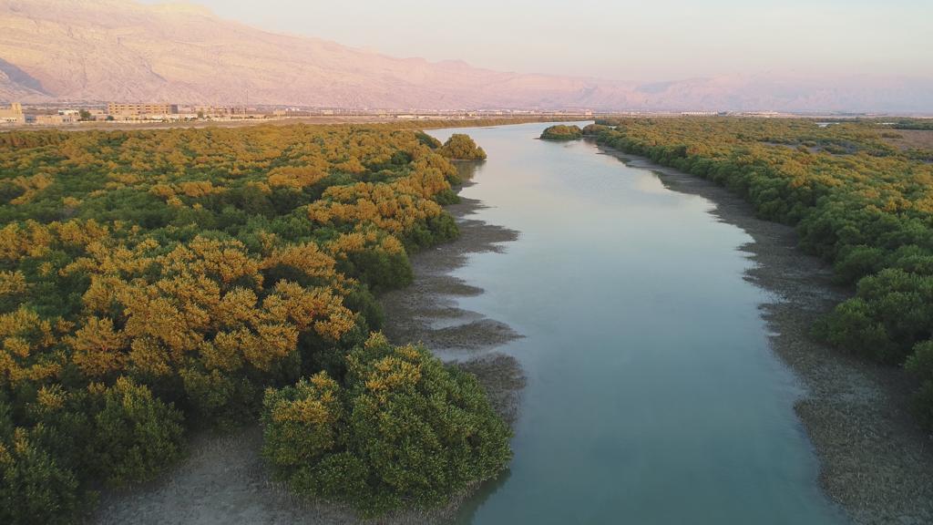 نمونه‌برداری از جنگل حرا برای اجرای طرح نجات‌بخشی تالاب نای‌بند