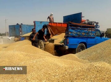 خرید تضمینی بیش از ۳۰۰ هزار تن گندم در استان همدان