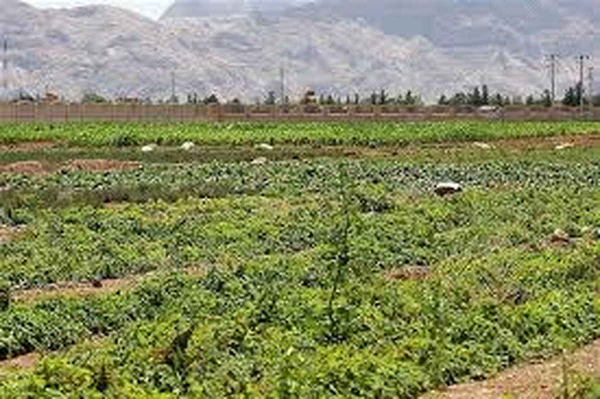 کشت گیاهان دارویی با مساحت بیش از ۸۰۰ هکتاری در مراتع استان مرکزی