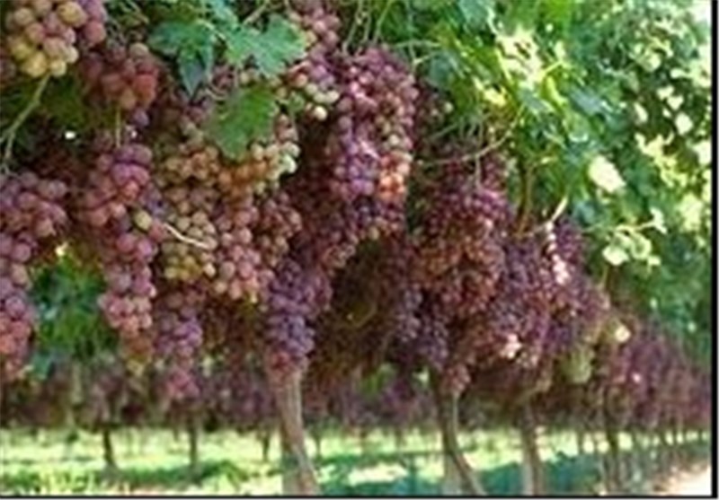 پیش بینی برداشت ۱۱۰ هزار تن انگور از باغات استان