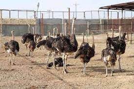 تولید بیش از ۲ هزار شتر مرغ در پشت میله‌های زندان بیرجند