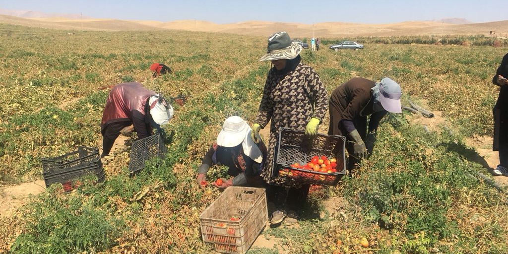 راه اندازی ۶۴ صندوق اعتبارات خرد زنان روستایی در استان بوشهر