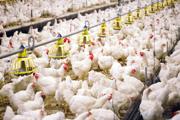 تولید ۳۷۰۰ تن گوشت سفید در سوادکوه‌شمالی