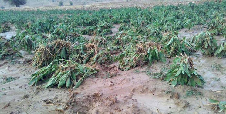خسارت باران‌های تابستانه به کشاورزی بهمن