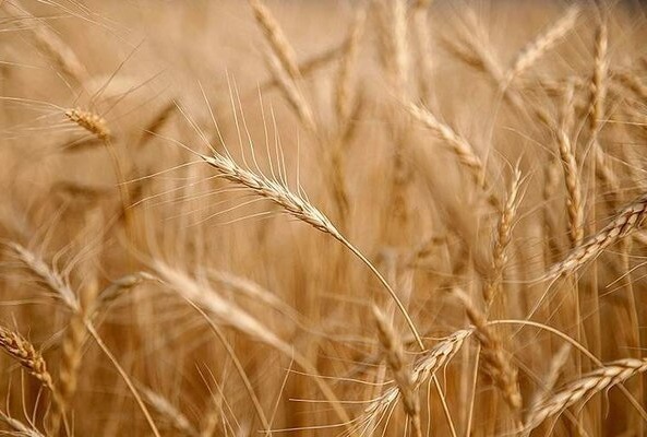 خرید ۵۱۷ هزار و ۳۰۵ تن محصول از گندمکاران در کرمانشاه