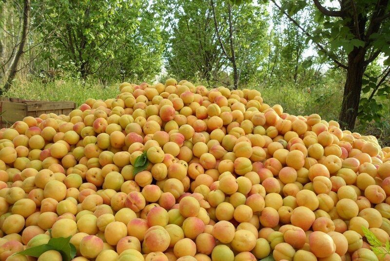 تولید ۱۶ درصد زردآلوی کشور در استان سمنان